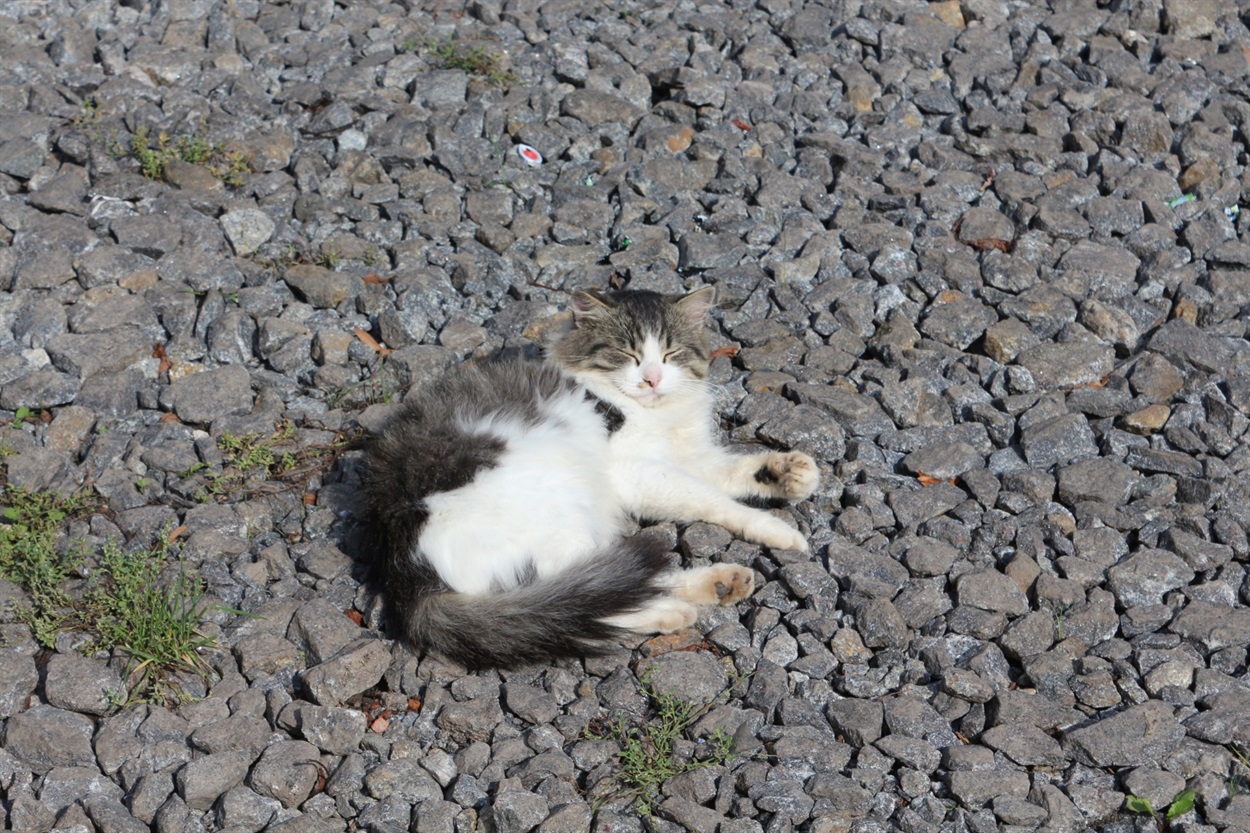 Коти у районі не бідують