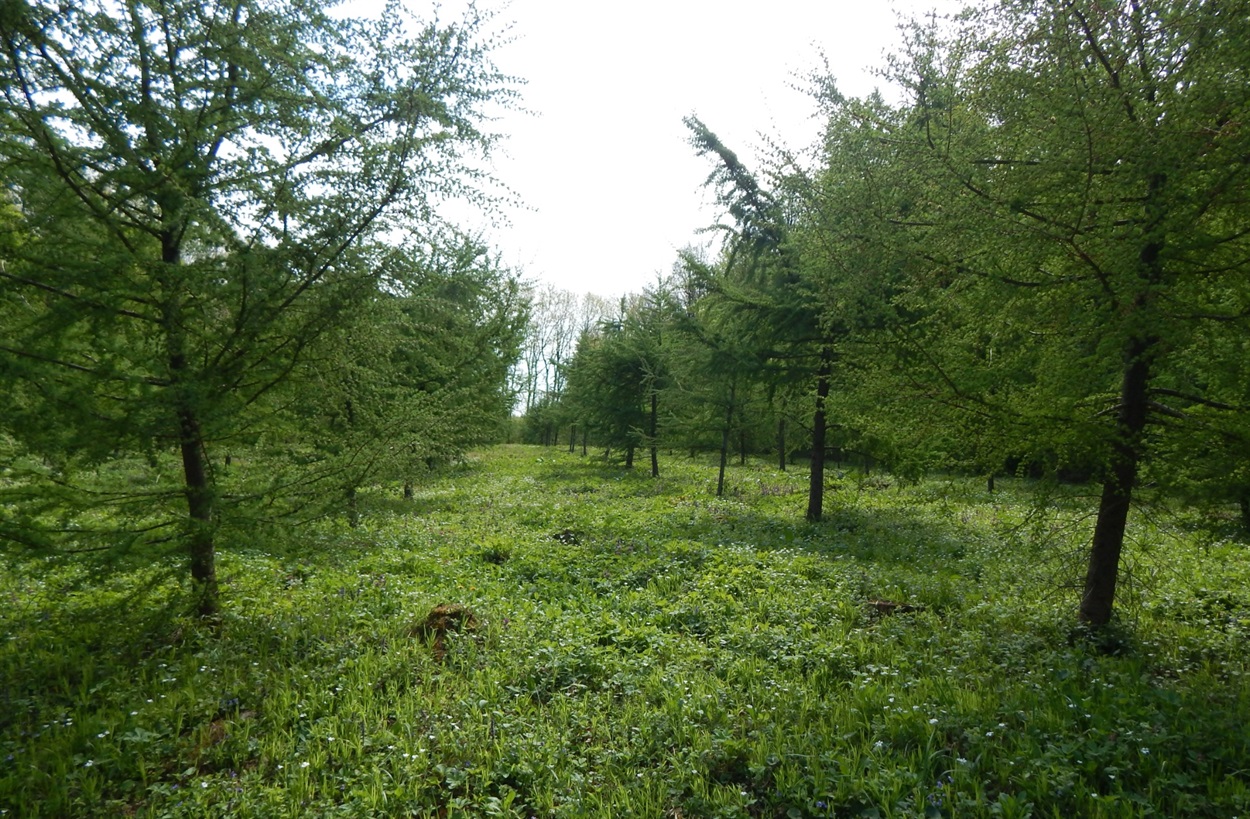 Плантація модрини європейської 