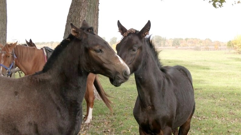 Коні у клубі, жовтень 2025 року, Хмельниччина. Суспільне Хмельницький