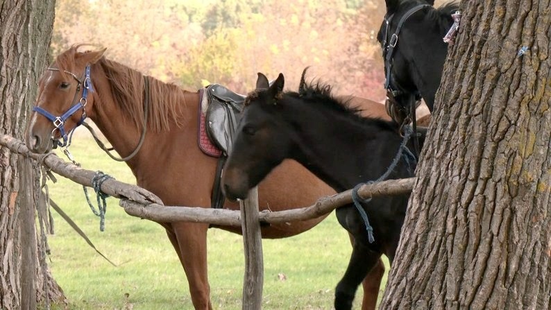 Федір Лавров у клубі має 26 коней, жовтень 2025 року, Хмельниччина. Суспільне Хмельницький