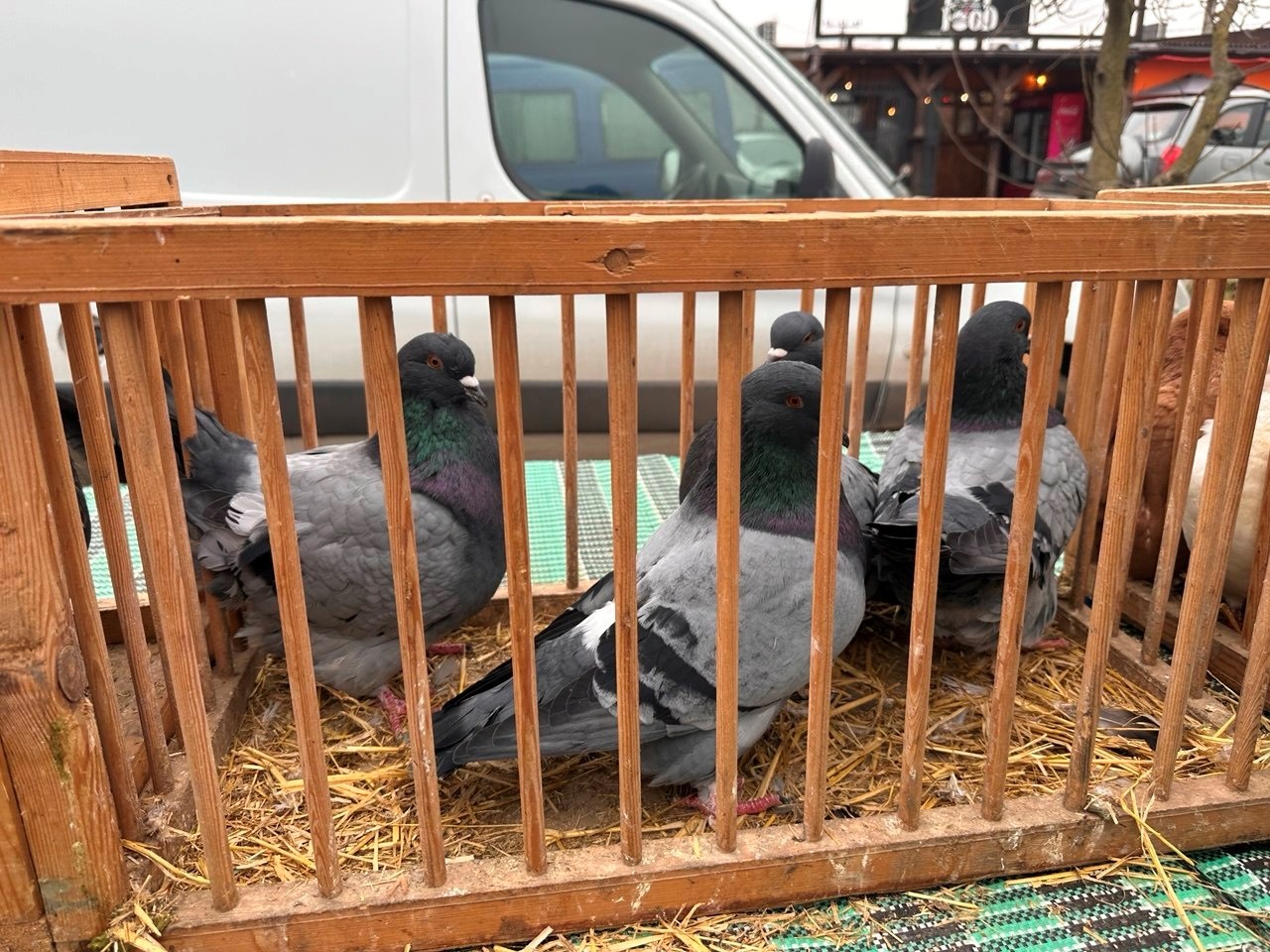 Осіння магія на набережній Старокостянтинова: ярмарок, тваринки та запашна козацька юшка