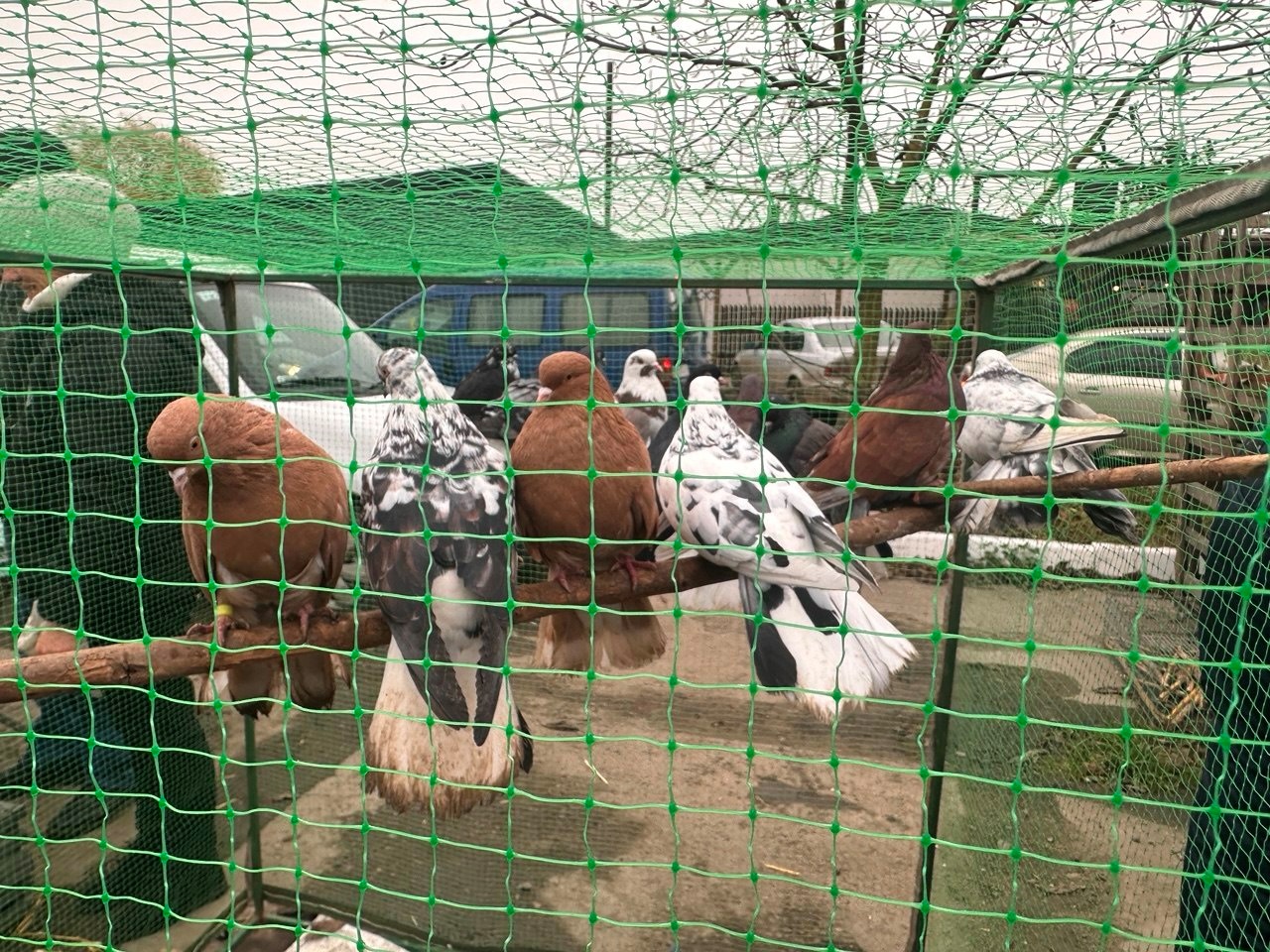 Осіння магія на набережній Старокостянтинова: ярмарок, тваринки та запашна козацька юшка