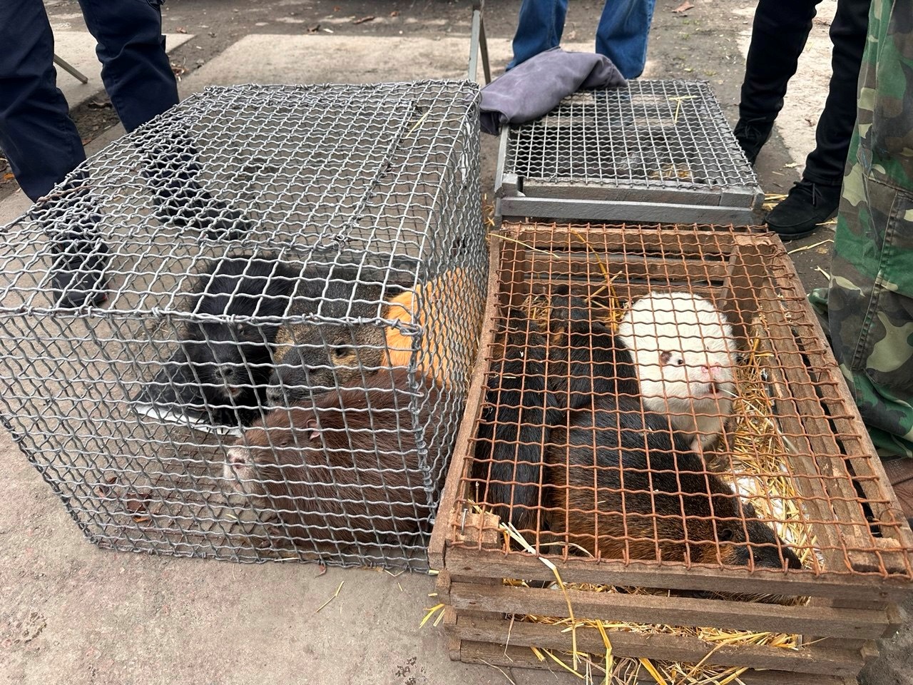 Осіння магія на набережній Старокостянтинова: ярмарок, тваринки та запашна козацька юшка