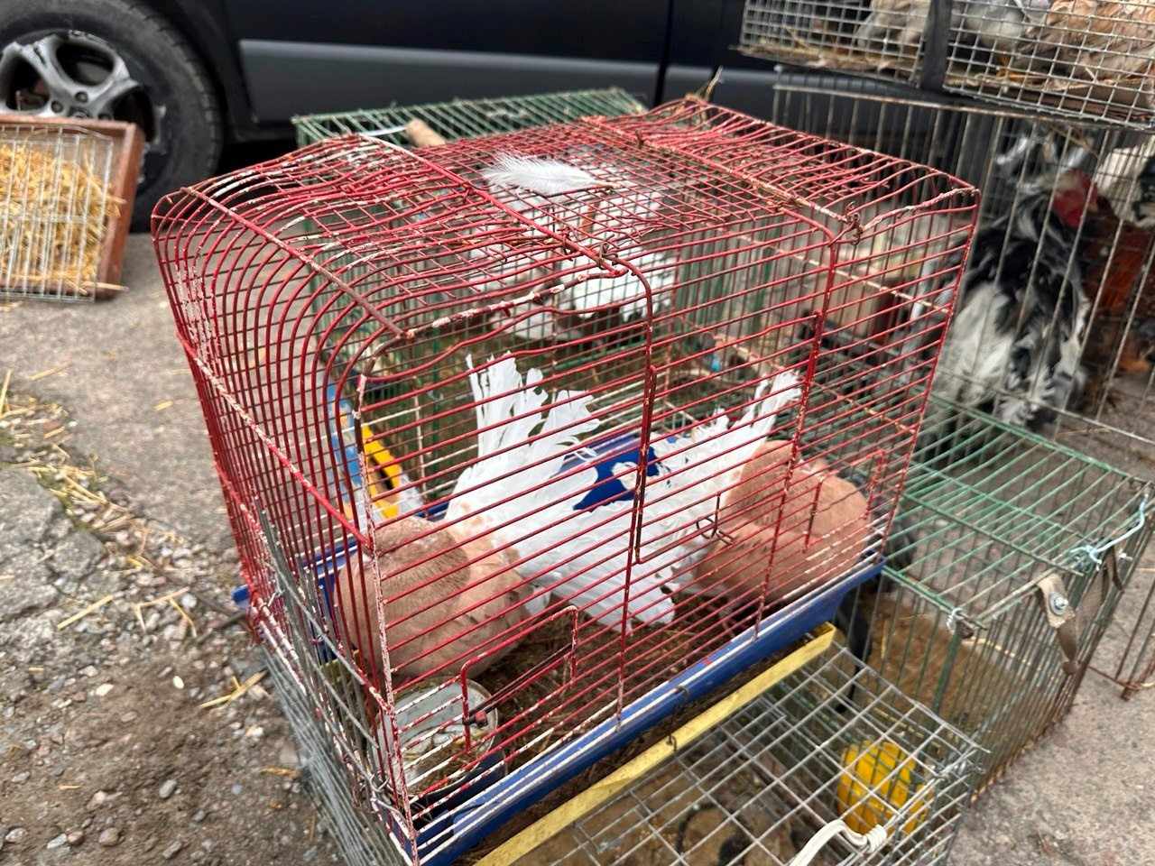 Осіння магія на набережній Старокостянтинова: ярмарок, тваринки та запашна козацька юшка