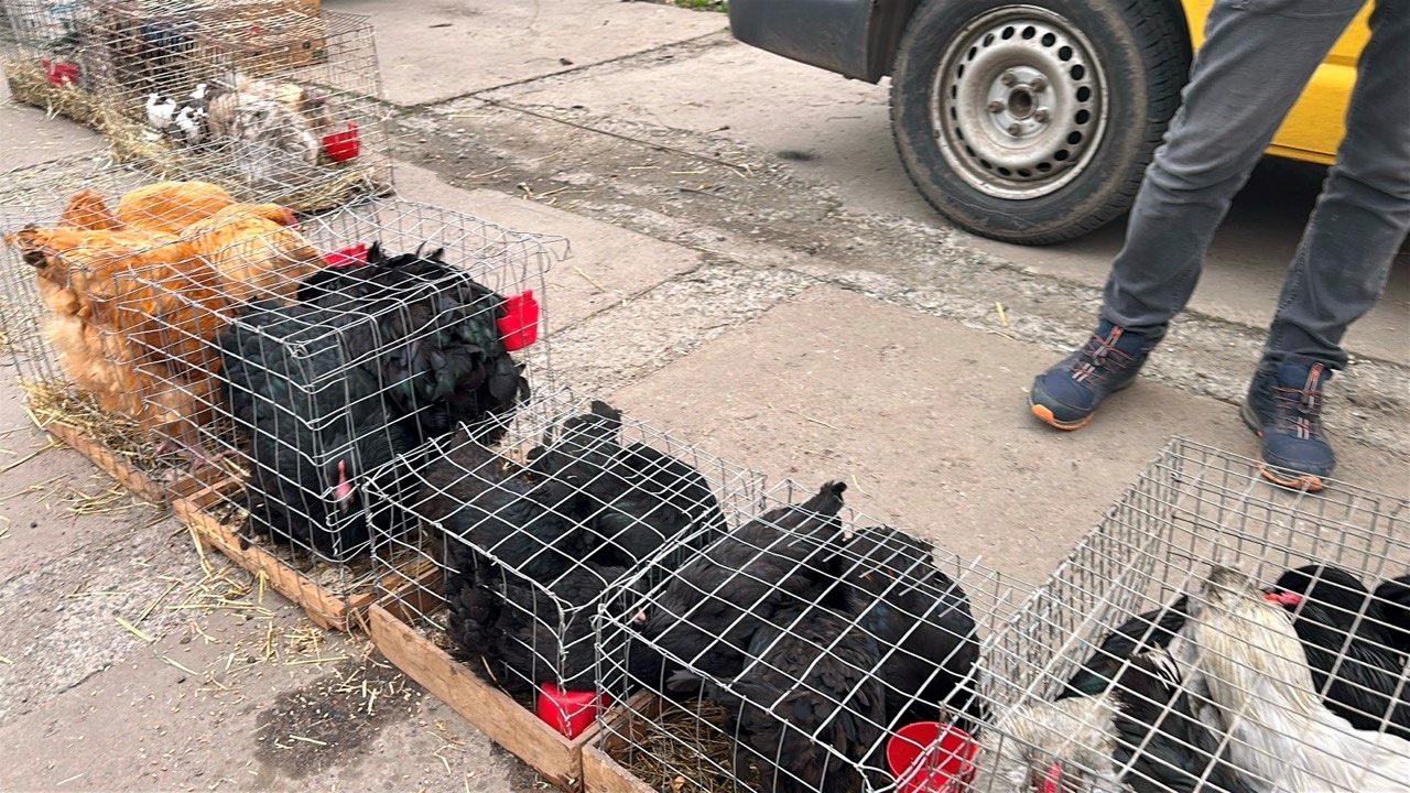 Осіння магія на набережній Старокостянтинова: ярмарок, тваринки та запашна козацька юшка