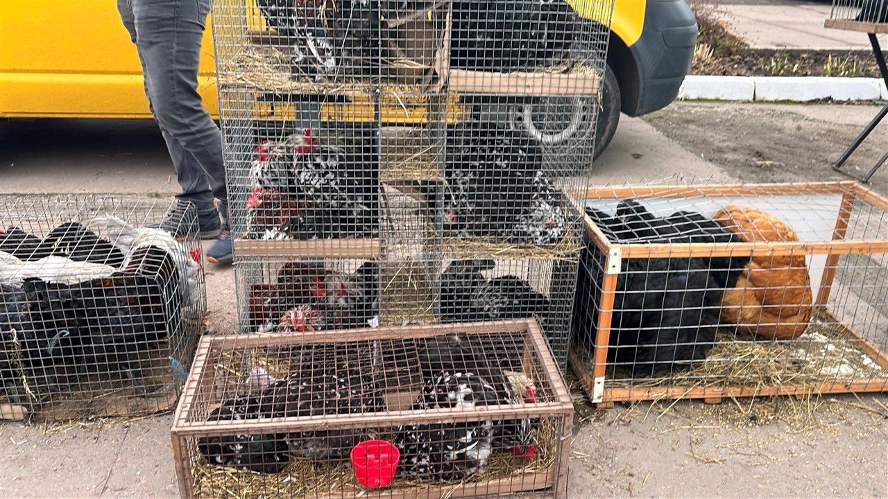 Осіння магія на набережній Старокостянтинова: ярмарок, тваринки та запашна козацька юшка