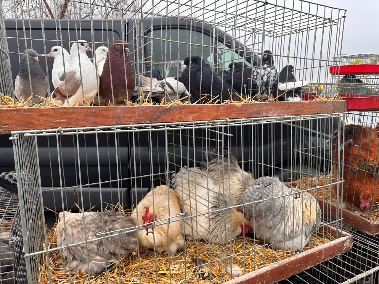 Осіння магія на набережній Старокостянтинова: ярмарок, тваринки та запашна козацька юшка