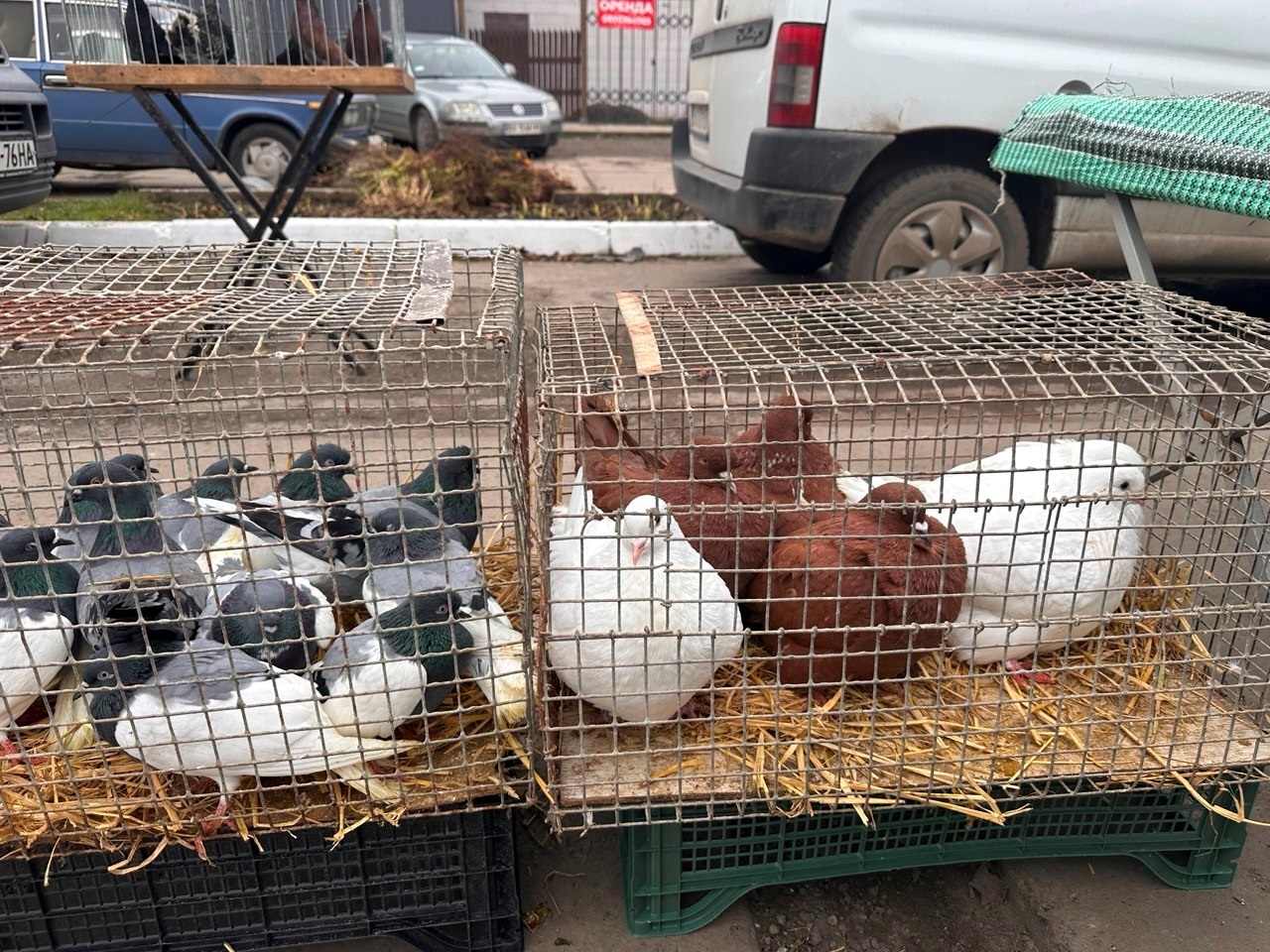 Осіння магія на набережній Старокостянтинова: ярмарок, тваринки та запашна козацька юшка