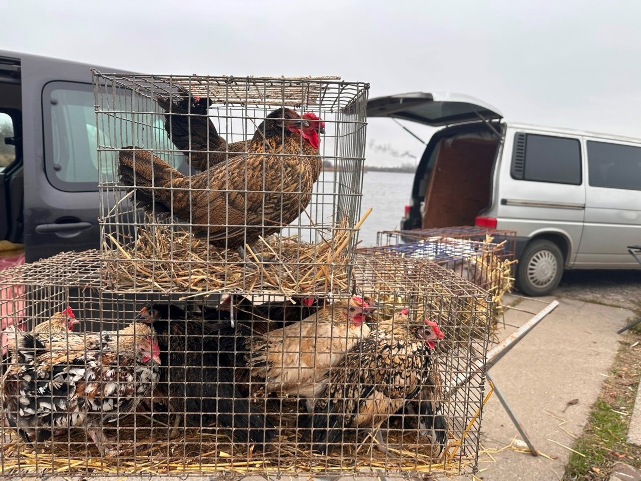 Осіння магія на набережній Старокостянтинова: ярмарок, тваринки та запашна козацька юшка
