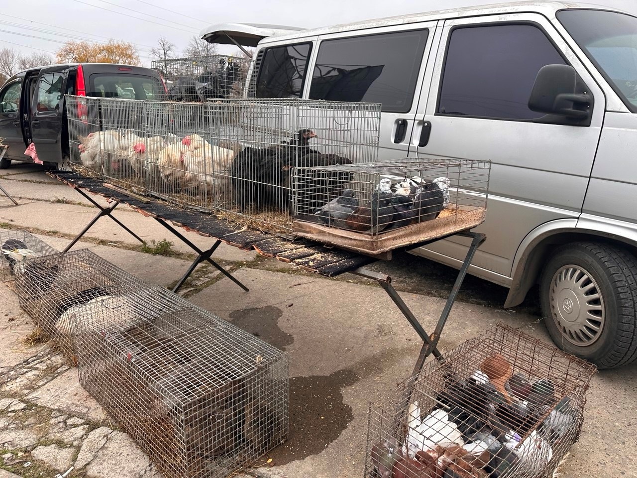 Осіння магія на набережній Старокостянтинова: ярмарок, тваринки та запашна козацька юшка