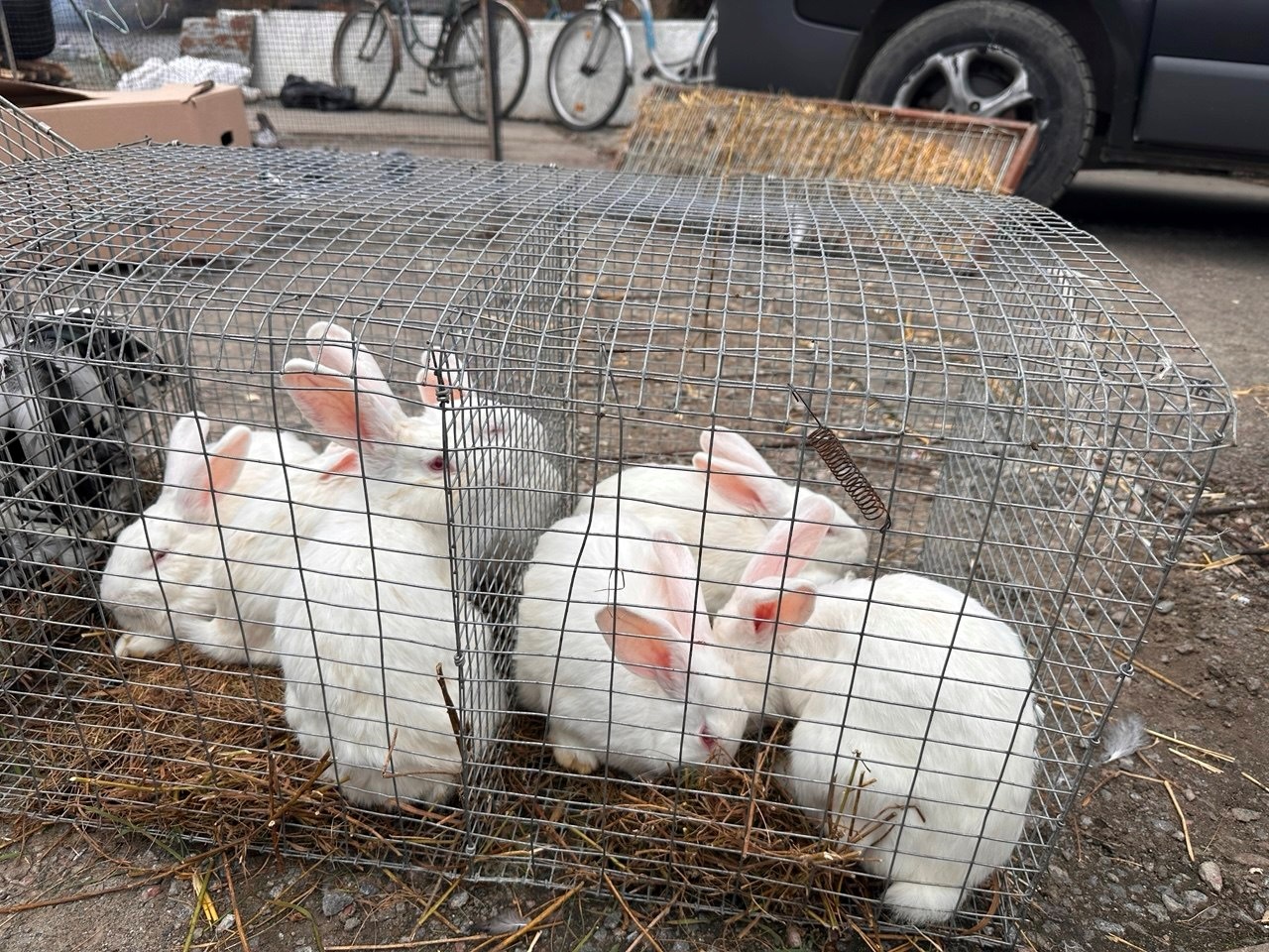 Осіння магія на набережній Старокостянтинова: ярмарок, тваринки та запашна козацька юшка