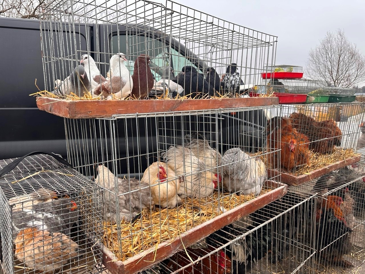 Осіння магія на набережній Старокостянтинова: ярмарок, тваринки та запашна козацька юшка