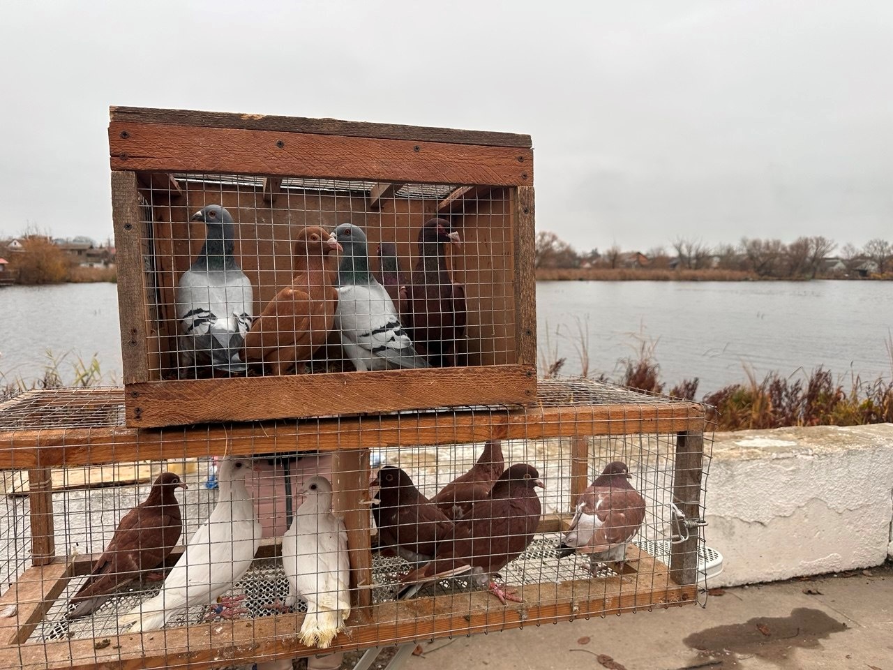 Осіння магія на набережній Старокостянтинова: ярмарок, тваринки та запашна козацька юшка