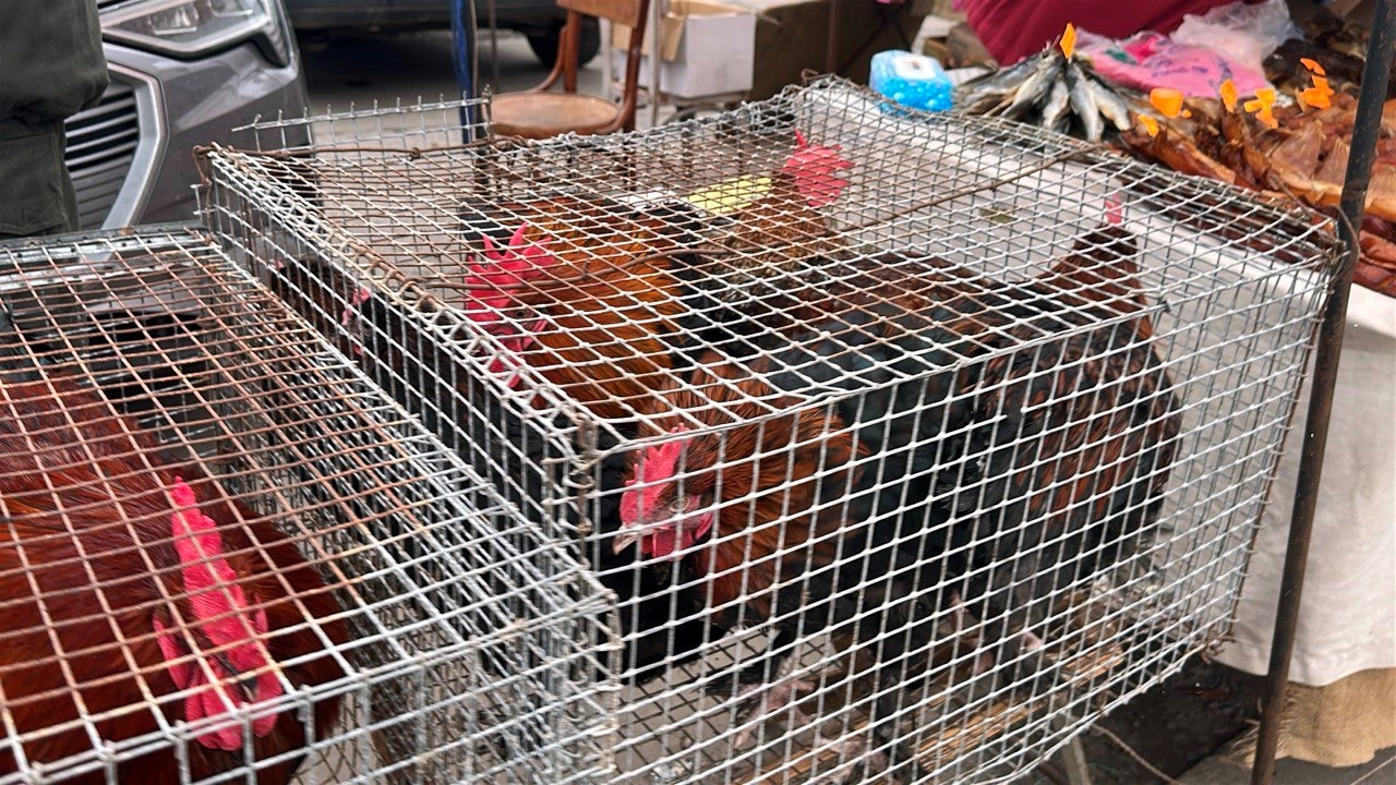 Осіння магія на набережній Старокостянтинова: ярмарок, тваринки та запашна козацька юшка