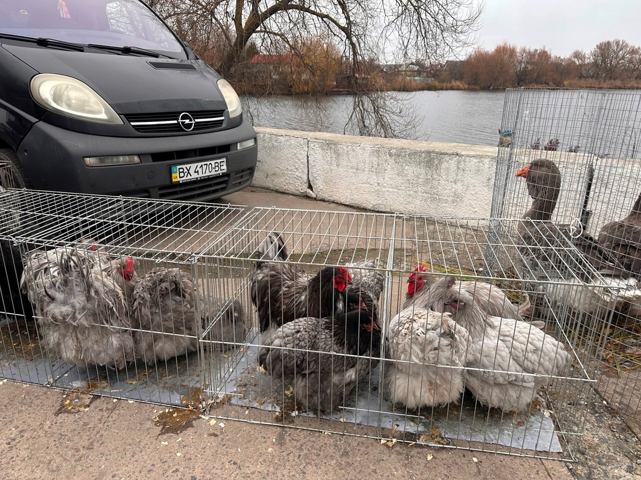 Осіння магія на набережній Старокостянтинова: ярмарок, тваринки та запашна козацька юшка