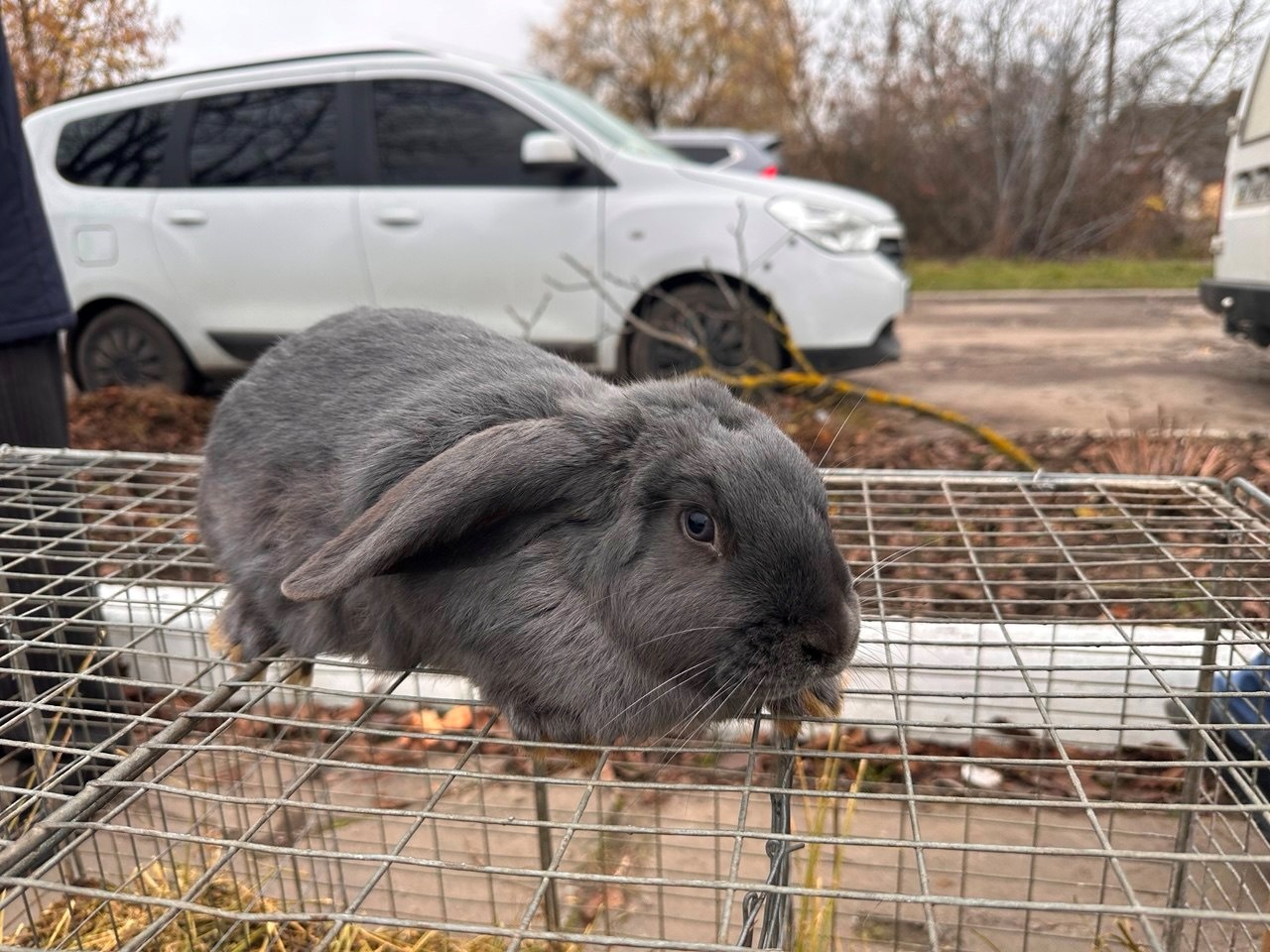 Осіння магія на набережній Старокостянтинова: ярмарок, тваринки та запашна козацька юшка
