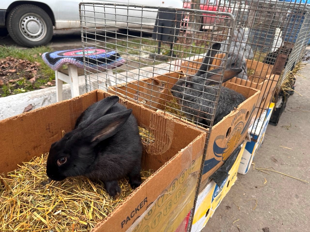 Осіння магія на набережній Старокостянтинова: ярмарок, тваринки та запашна козацька юшка