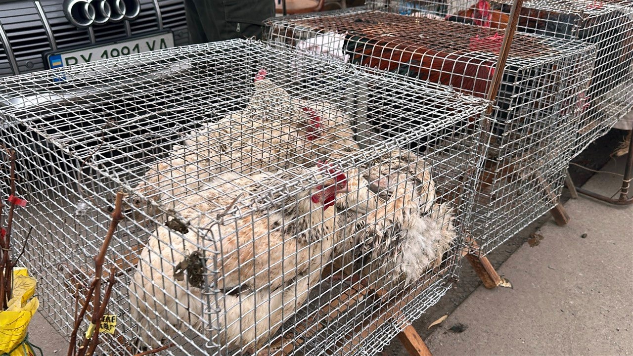 Осіння магія на набережній Старокостянтинова: ярмарок, тваринки та запашна козацька юшка