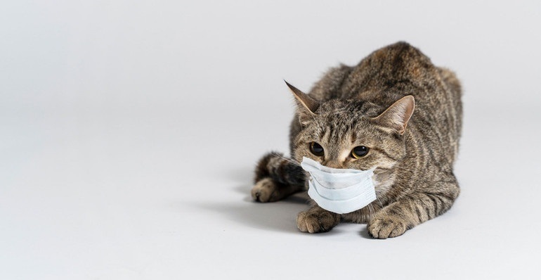 Як уберегти улюбленців від хвороб в холодну пору року - пояснюють у Старокостянтинівській ветклініці