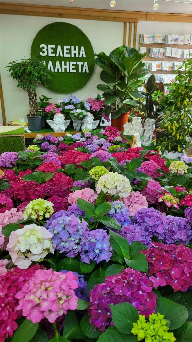 Поклик душі Оксани Чаплінської: мистецтво жити серед квітів