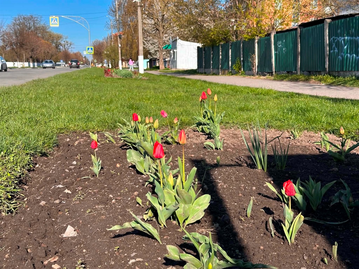 За лаштунками краси: хто щодня робить Старокостянтинів квітучим