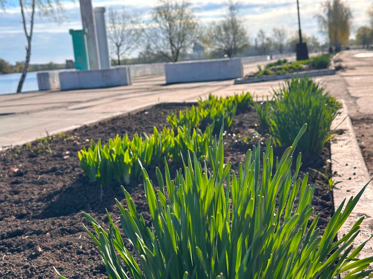 За лаштунками краси: хто щодня робить Старокостянтинів квітучим
