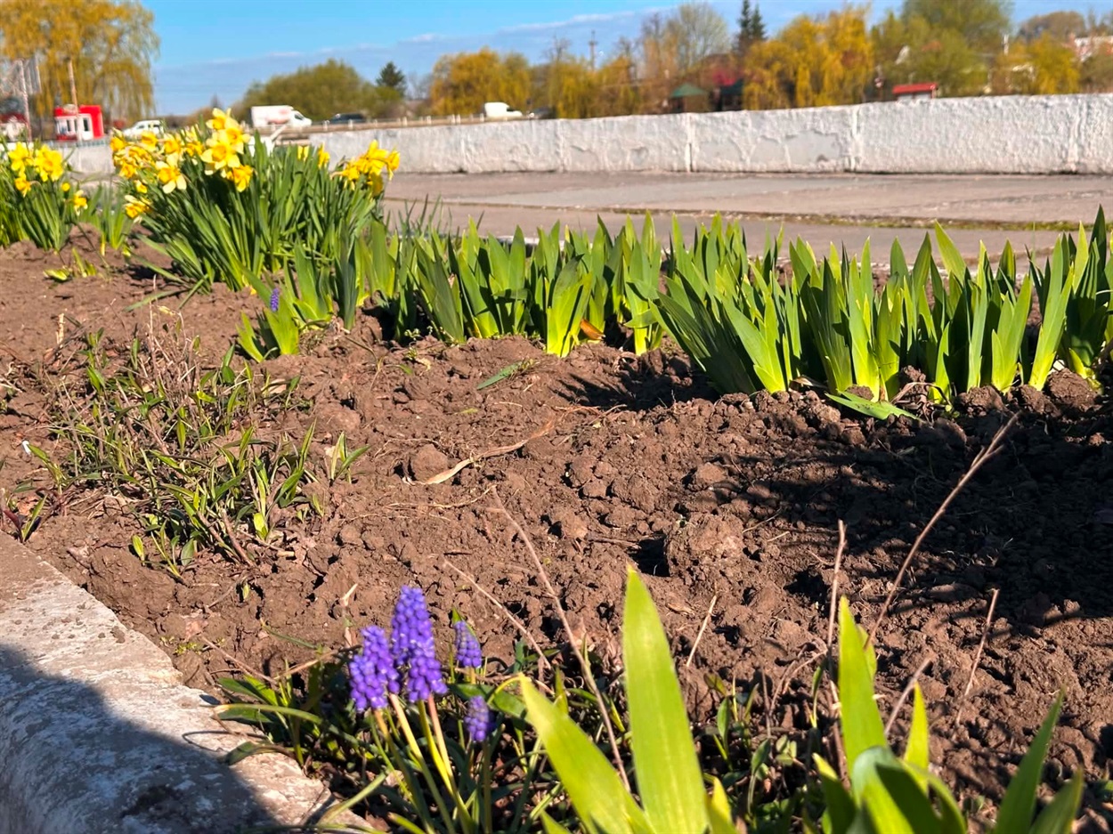 За лаштунками краси: хто щодня робить Старокостянтинів квітучим